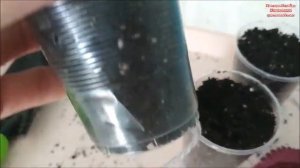 КОЛЕУС Волшебник Красный Бархат / Wizard Velvet Red / КАК СОХРАНИТЬ ЗИМОЙ и РАЗМНОЖИТЬ