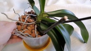 Орхидеи. Прекрасная Мальмо. 🌺🌺🌺.