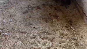 Куры породы павловское Золото, переехали на новый двор