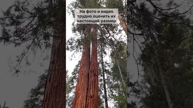 Размер Секвойи #usa #сша #nationalpark #америка #национальныйпарк #shorts #short #секвойя #sequoia