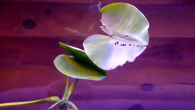 Озёрная кубышка в аквариуме . Эксперимент . смотреть онлайн