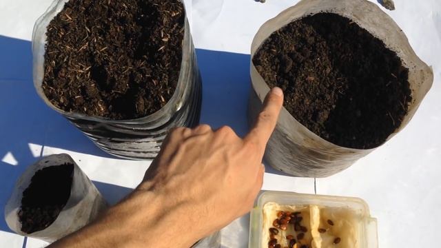 Выращивание арбузов рассадой / Как к 7 июля получить спелую ягоду 10 кг смотреть онлайн