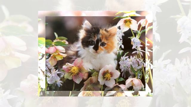 Такие разные цветы смотреть онлайн