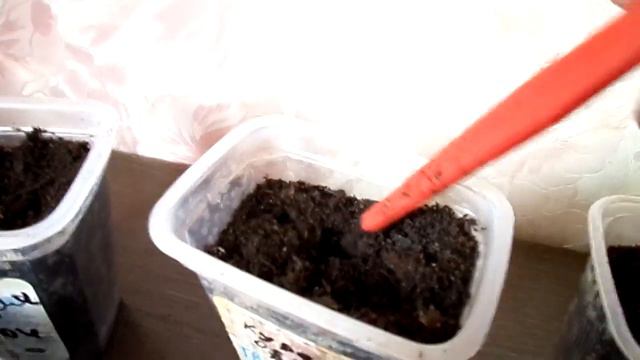 Всходы огурцов для раннего урожая. смотреть онлайн