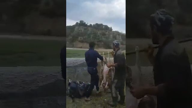 Аварцы отдыхают, мощная Аварская песня на баяне #новаяпесня #баян #avarmuzon #2023 смотреть онлайн