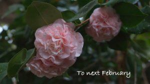 Camellia 山茶花 (Deburante & Marie Bracey) 4K HDR zone 9B