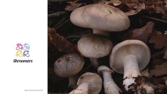 Clouded funnel (Clitocybe nebularis) | Practical Mushroom Profile | Shroomers смотреть онлайн