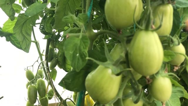 Описание сортов томатов Жигало, Дамские пальчики смотреть онлайн