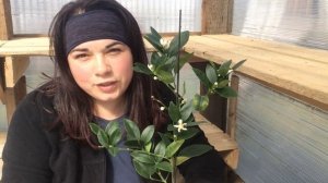 Компактный Цитрус. Кумкват Реале. Цветение. Характеристики. Деревенские Будни/Life in the village