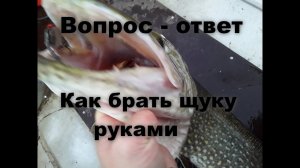 Ответы подписчикам. Как брать щуку руками.