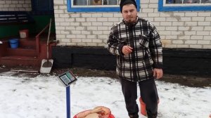 Результат откорма свиней, 7,5 месяца - 150 кг. Мясо, сало со свиньи. Откорм свиней. Свиноводство.