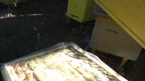 Новое средство от клеща варроа. Какой же результат?