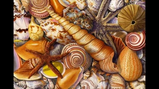 Морские звезды и ракушки