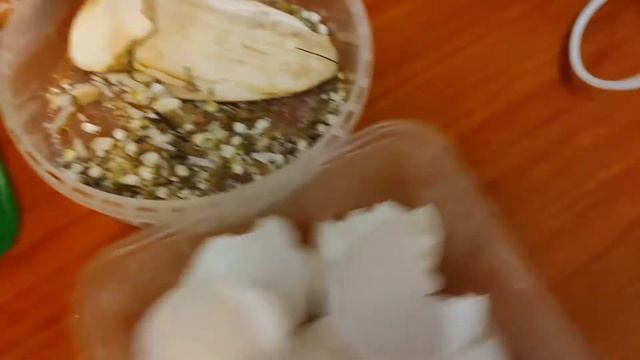 Подкормка для улиток,провожу ревизию. #ахатины #улитки #африканскаяулитка #улиткаахатина смотреть онлайн