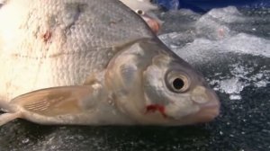 КАК ЛОВИТЬ ЛЕЩА ЗИМОЙ НА МОРМЫШКУ РЫБОЛОВНОЙ СНАСТЬЮ АРБАЛЕТ И ЗИМНЮЮ УДОЧКУ С КИВКОМ