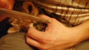 Как удалить клеща? У кошки