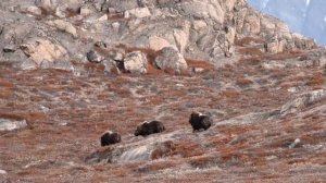 Жизнь зверей в природе?