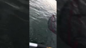 КАТАЮСЬ НА SEA PRO 2.6 на лодке Муссон 320