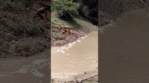 маленький мальчик купается в реке | Village children swimming in the river