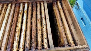 Состояние пчел на 15 октября. Сборка пчел в зиму сколько я оставляю кормов.