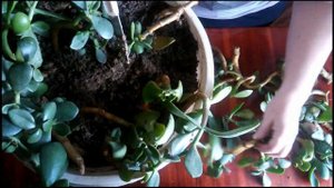 Сажаем все черенки толстянки в один горшок. //We plant the cuttings of the fat woman.//