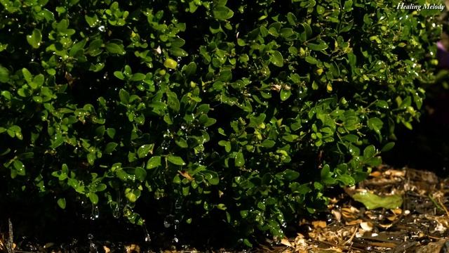 Самая красивая музыка для души! Самая красивая мелодия для любви! Сергей Грищук Музыка смотреть онлайн