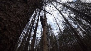 Сбор чаги. Отправился подальше и надолбил что надо чаги.