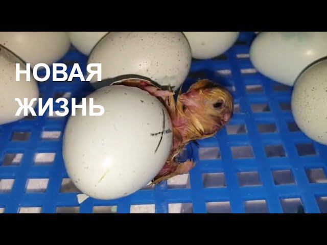 РОЖДЕНИЕ ЦЫПЛЕНКА/КАК ВЫЛУПЛЯЮТСЯ ПЕРЕПЕЛЯТА/ИСТОРИЯ РОЖДЕНИЯ ОДНОГО ЦЫПЛЕНКА/СЕЛАДОН
