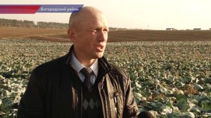 Уборка капусты