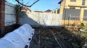 Почему у вас вымерзает инжир