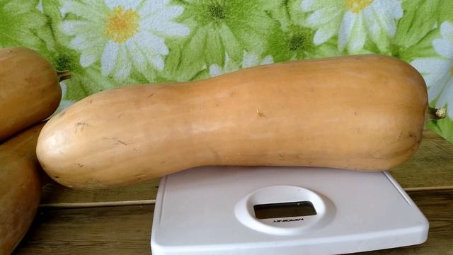 САМЫЕ УРОЖАЙНЫЕ МУСКАТНЫЕ СОРТА ТЫКВЫ!! ДОЛЕЖАЛИ ДО ЯНВАРЯ!!!РАЗРЕЗАЕМ!!! смотреть онлайн