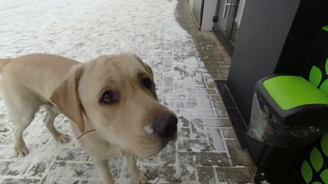 Кишинев: улица Киевская, Московский проспект и Афганский парк #РЫШКАНОВКА