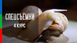 Макросъемка | Улитки