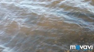 ШУМ ВОЛГИ И ЧАЕК