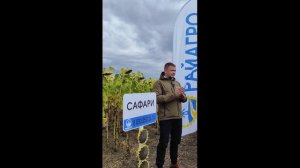 Гибрид подсолнечника Сафари