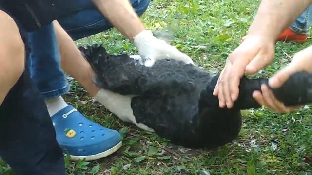 Алексей Горбачев и Черные лебеди в Зеленограде смотреть онлайн