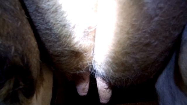 Видеоответ ЛПХ Богомол (следствие отека вымени ) смотреть онлайн