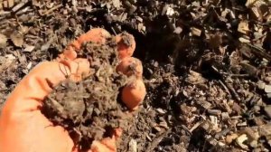 Мульча из древесной щепы