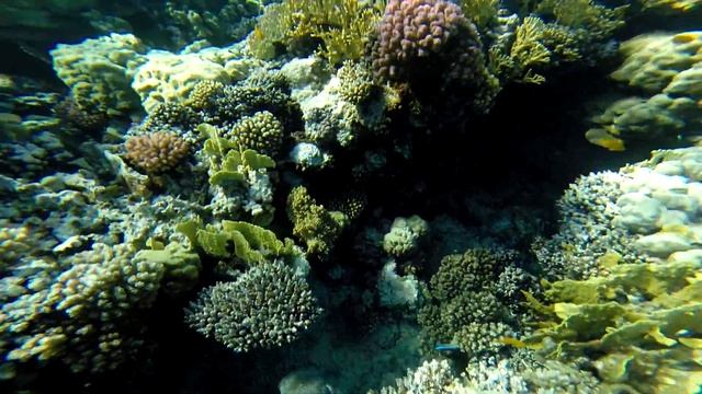 Длинношипая рыба-ёж (Diodon hystrix) в Makadi Bay, Египет смотреть онлайн