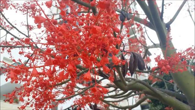 #Брахихитон клёнолистный.#Ашдод.#Израиль.#Israel. смотреть онлайн