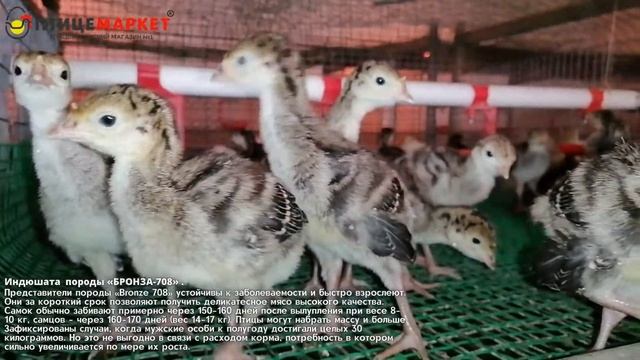 Индюшата "БРОНЗА-708" (7 дней) смотреть онлайн