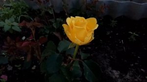 Обзор чайно-гибридных роз сорта ПЕНИ ЛЕНИ