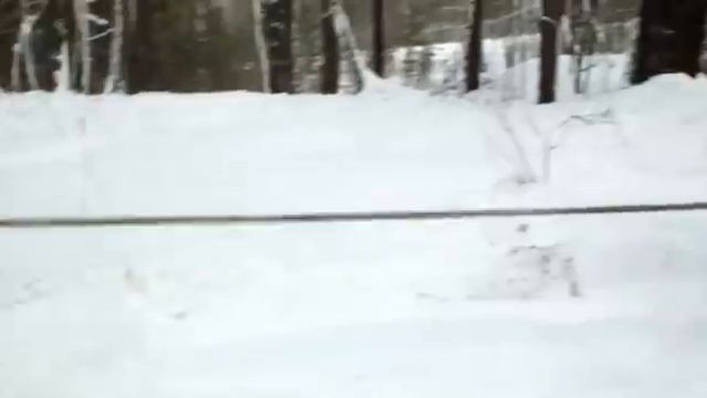 зверобой 25 января