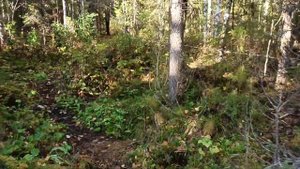 строительство зимовья. продолжение.засыпка потолка