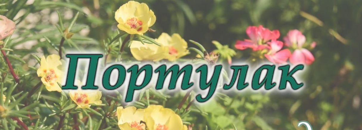Как вырастить портулак.