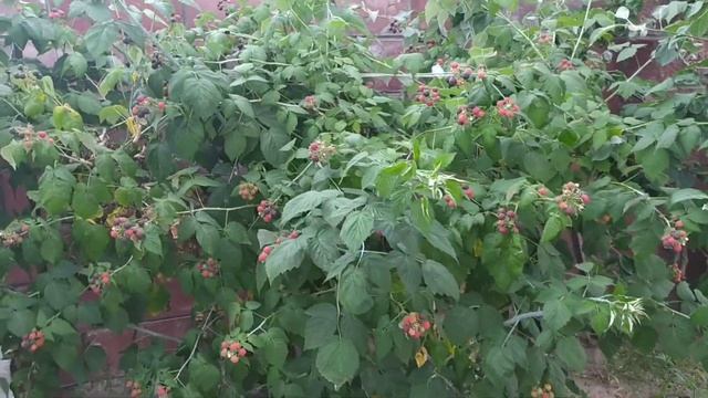 Черная малина Блэк Джевел. Собираем урожай. смотреть онлайн