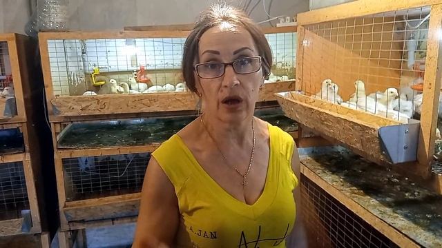 Борьба с жарой 2. Выращивание Бройлеров В Домашних Условиях.