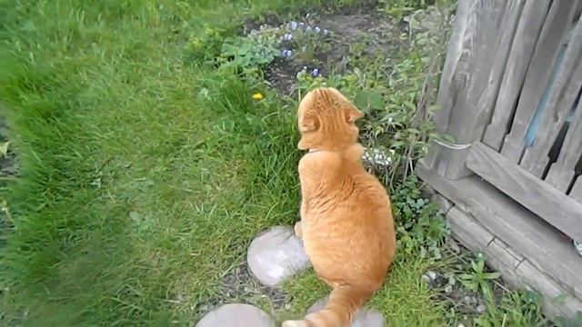 ЛЮБИМЫЙ САД ЛЕТОМ. КОТ НА ДАЧЕ смотреть онлайн