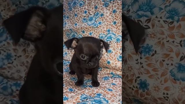 The tiny Chihuahua puppy is shaking cutely.?Крошечный щенок чихуахуа мило дрожит. смотреть онлайн