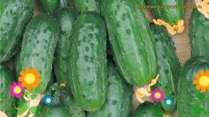Огурец Карапуз (Огурец). Краткий обзор, описание характеристик, где купить семена cucumis sativus